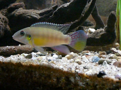 Pelvicachromis humilis Boffa mannetje