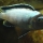 Metriaclima sp. "membe deep" man