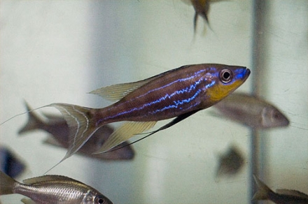 Benthochromis tricoti (POLL, 1948) | NVC web