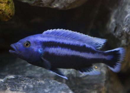 Melanochromis chipokae man