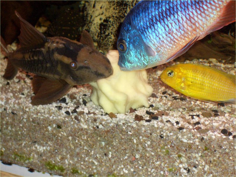 Uitstekend code overschreden Malawicichliden in het aquarium - Verslag lezing NCD2010 | NVC web