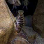 Altolamprologus sp. "compressiceps shell" Sumbu - Rob Muller