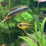 Apistogramma agassizii maken elkaar het hof - Bettus Martens