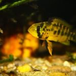 Apistogramma alacrina moeder en kind - Hans Kiers