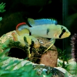  Apistogramma panduro - Eddy Spriet