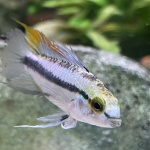  Apistogramma trifasciata man - Bettus Martens