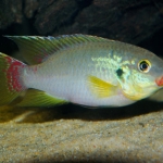 Benitochromis finleyi Kobe - Tjeerd Nijboer