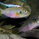 Benitochromis nigrodorsalis Ndonga tijdens het afzetten - Tjeerd Nijboer