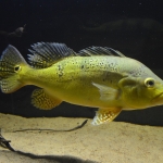 Cichla kelberi - Malvezzi Morgan