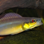 Crenicichla regani (Manaus - Brazilië) - Hans Kiers