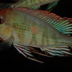 Geophagus pyrocephalus Rio Tapajos Brazilië baltsend mannetje - Stijn Van de Water