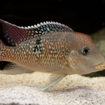 Geophagus sp. alto sinu - Martijn Ritmeester