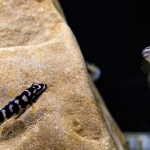 Julidochromis transcriptus Kissi - Rob Muller