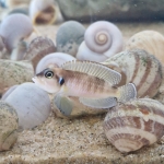  Lamprologus Ocellatus Namansi - Mike Laan