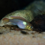  Nanochromis sp. "Ngoko" - Tjeerd Nijboer