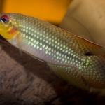 Parananochromis longirostris - Mathias Cras