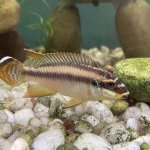 Pelvicachromis drachenfelsi -Tyler Billings