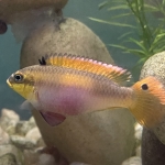 Pelvicachromis drachenfelsi  - Tyler Billings