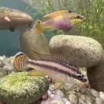 Pelvicachromis drachenfelsi 3 - Tyler Billings