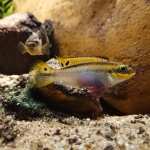 Pelvicachromis taeniatus moliwe - Vern Van de Weyer