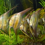 Pterophyllum altum rio vicada - Hans Kiers