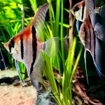 Pterophyllum scalare "Manacapuru" Red Back - Jan Bout