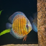 Symphysodon discus Turere Nhamunda Amazonas Brasil - Nanne Schriek