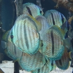  Symphysodon heckel "Nhamunda Bleuface" - Niels Vlaar