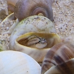 Telmatochromis Bifrenatus "Maswa" in haar schelp met eieren - Mike Laan