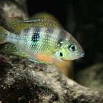 Thorichthys helleri "Rio Chacamax" - Tonnie Polman