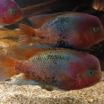 Vieja Melanurus Belize, Rene Stuijvenberg